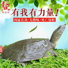 郵樂網(wǎng)水產(chǎn)品海鮮大全 實(shí)時(shí)報(bào)價(jià)、高清圖片與水產(chǎn)制品選購(gòu)指南