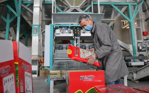 湖北當陽 農業復產正當時，農產品加工助力鄉村振興