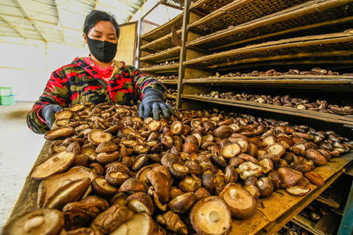 河北遵化 農產品加工助力復工復產，拓寬農民就業增收渠道