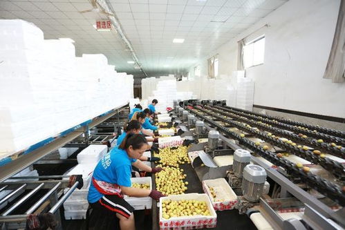 走進大荔農業原產地 探秘農產品加工全流程