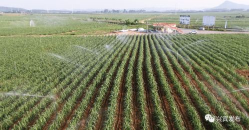 興賓區農產品加工集聚區順利通過自治區級驗收