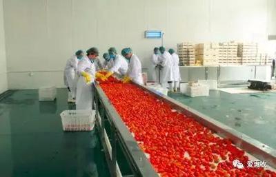 愛惠農(nóng) | 農(nóng)業(yè)農(nóng)村部 加快現(xiàn)代農(nóng)業(yè)建設(shè)，開展農(nóng)村創(chuàng)業(yè)創(chuàng)新與農(nóng)產(chǎn)品加工